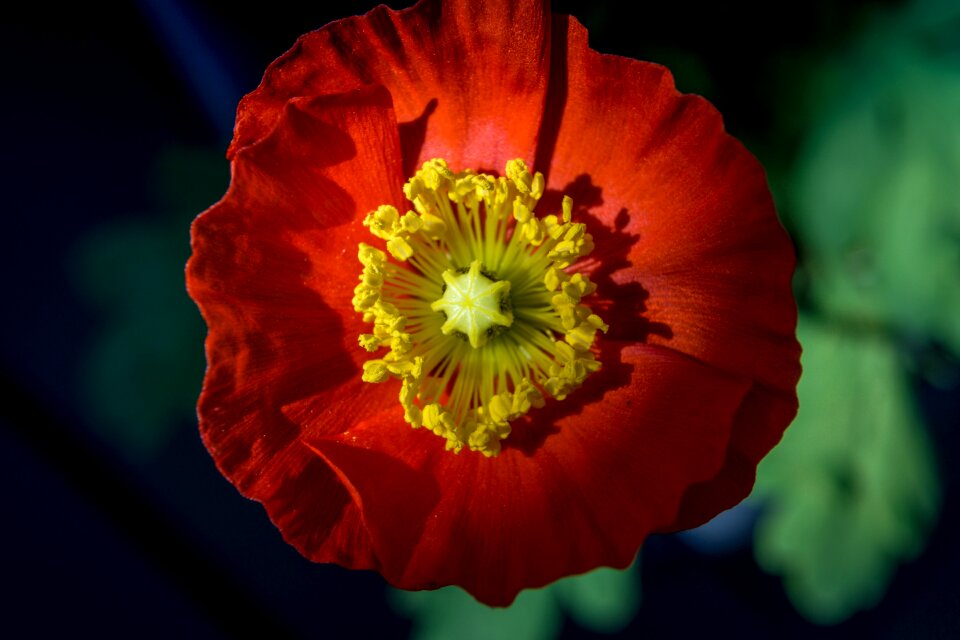 Bloom mohngewaechs plant