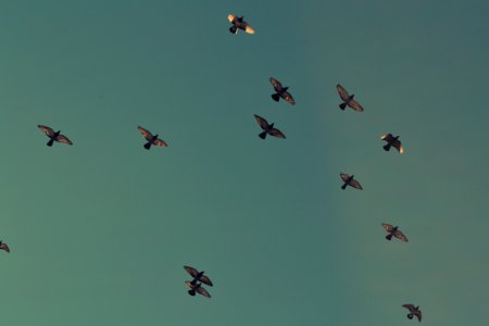 flock of brown birds flying on blue sky photo
