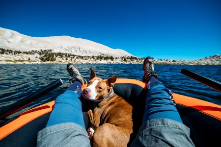 short-coat brown dog between human leg on boat photo