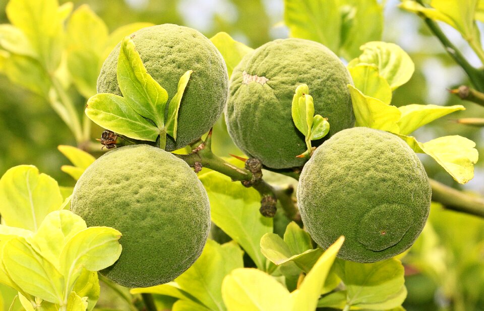 Tree branch citrus photo