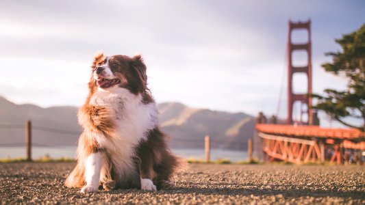 San francisco, Dog, Funny
