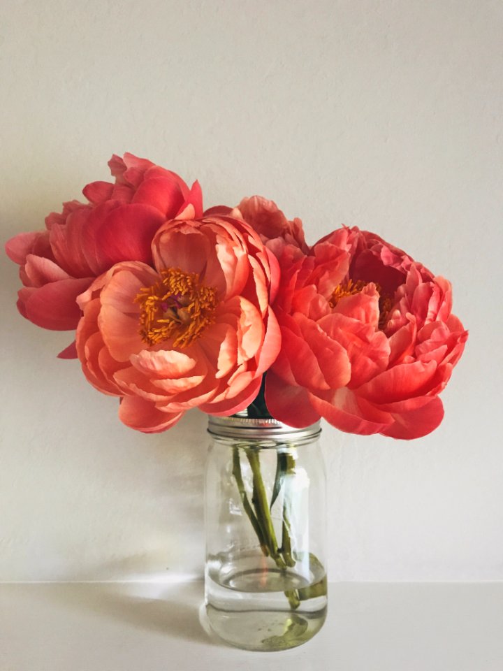 Peonies, Flowers photo