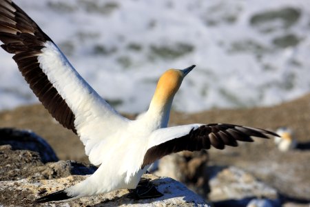 Cape kidnappers, New Zealand, Gannet photo