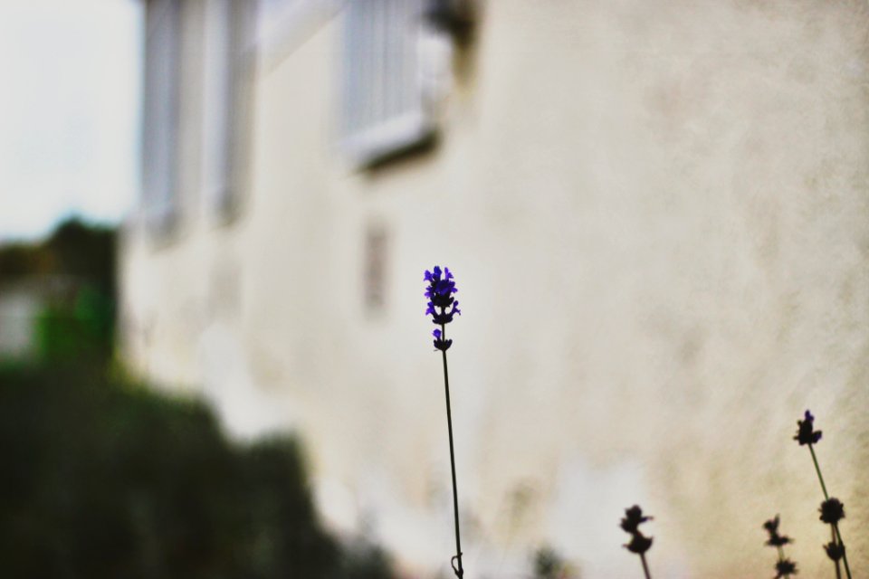 Stuttgart, Germany, Nature