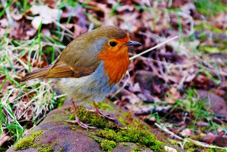 Red small animal