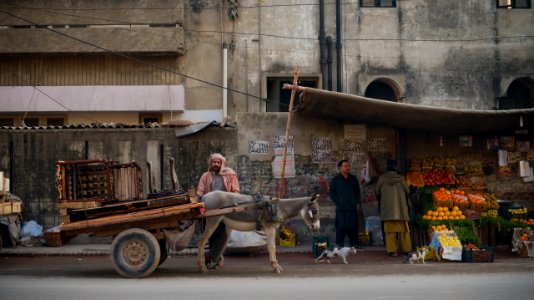 Lahore, Pakistan, Animals photo