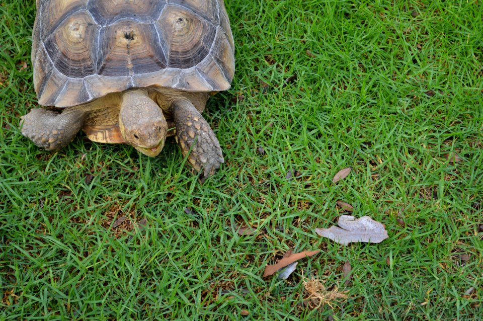 Tortoise, Turtle, Garden