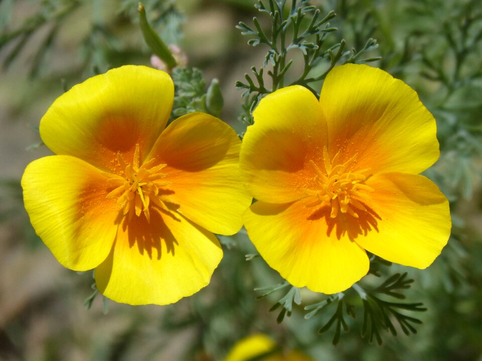 Beauty yellow poppy eschscholzia californica photo