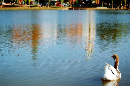 Goi nia, Brazil, Lake
