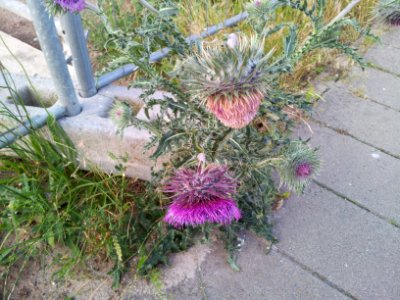 Walle, Thistle, Plant