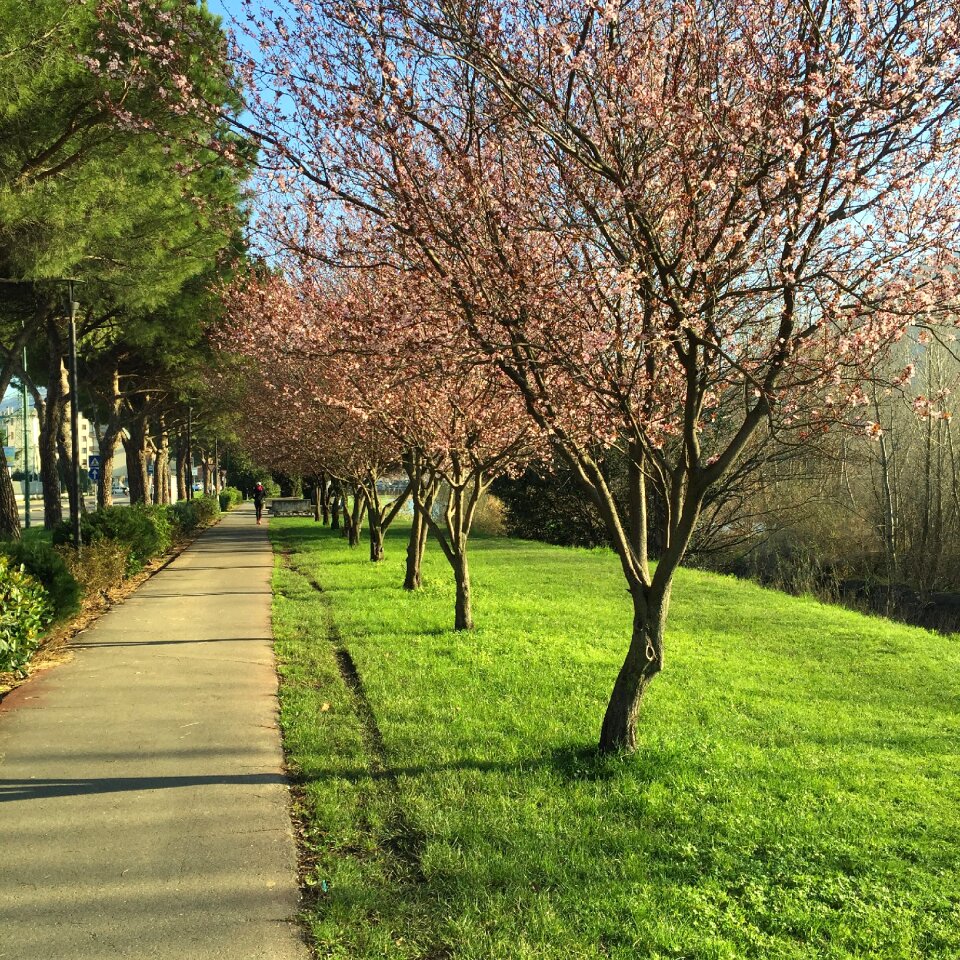 Park nature bloom