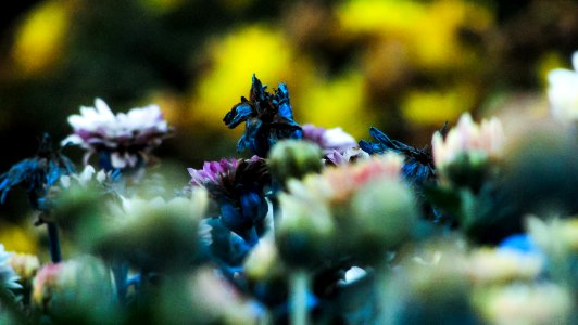 Blue, Macro, Flower