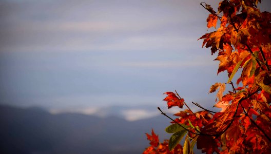 brown leaves at daytime