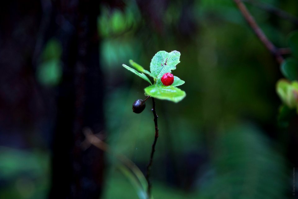Isl, Of hawaii, United states
