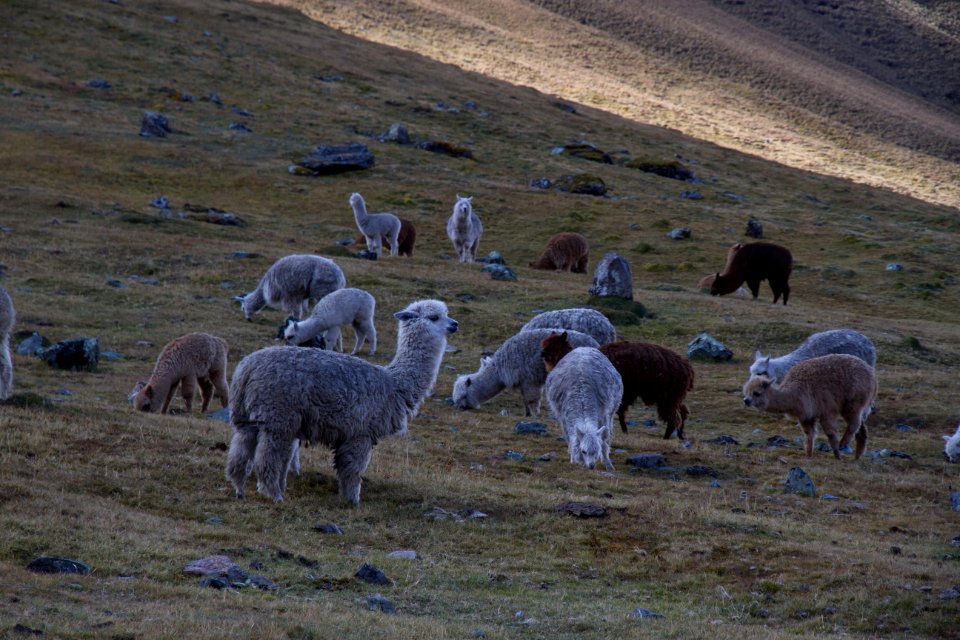 llama of green field