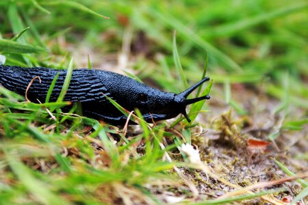 Environment grass invertebrate photo