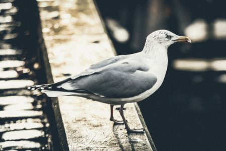 white and gray bird on pavement photo