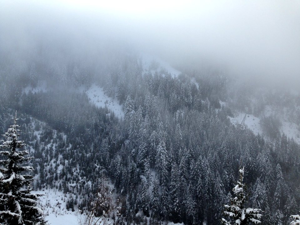 bird's-eye photography of pine trees covered by snow photo