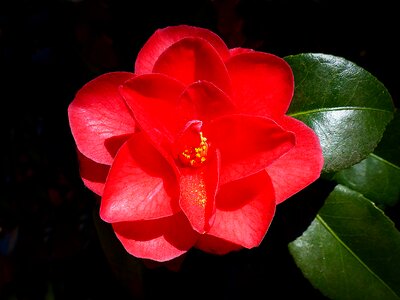 Bloom red plant