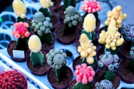 variety of flowering cacti photo