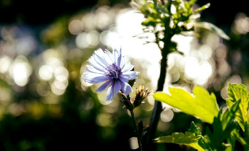 Green, Bokeh, Flower photo