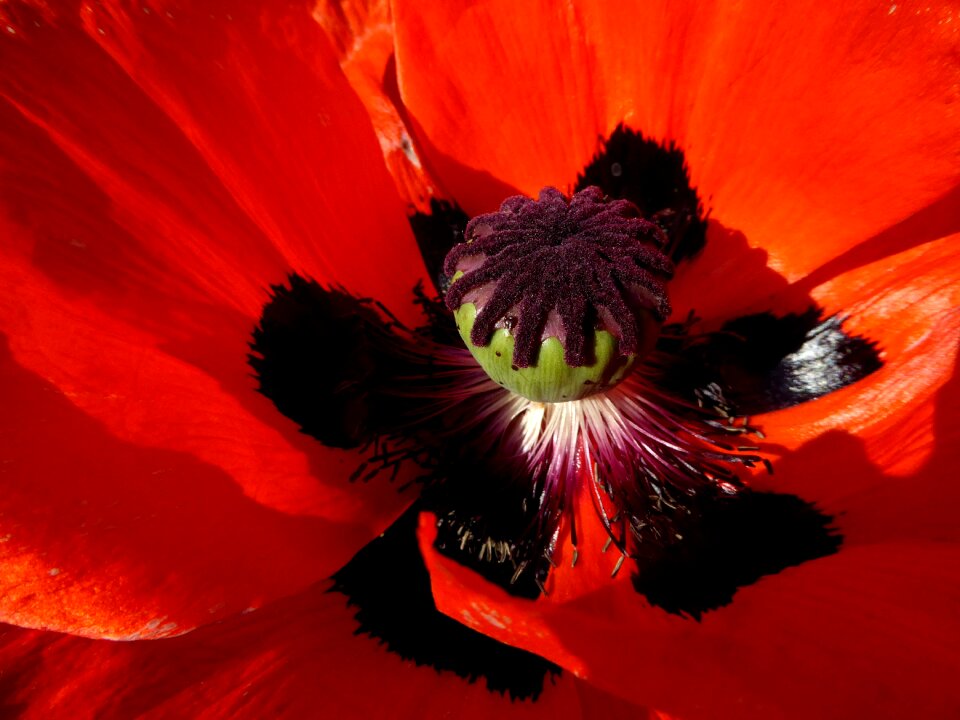 Poppy summer nature