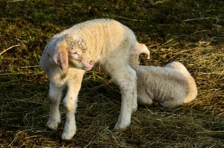 Wool animal lambs photo