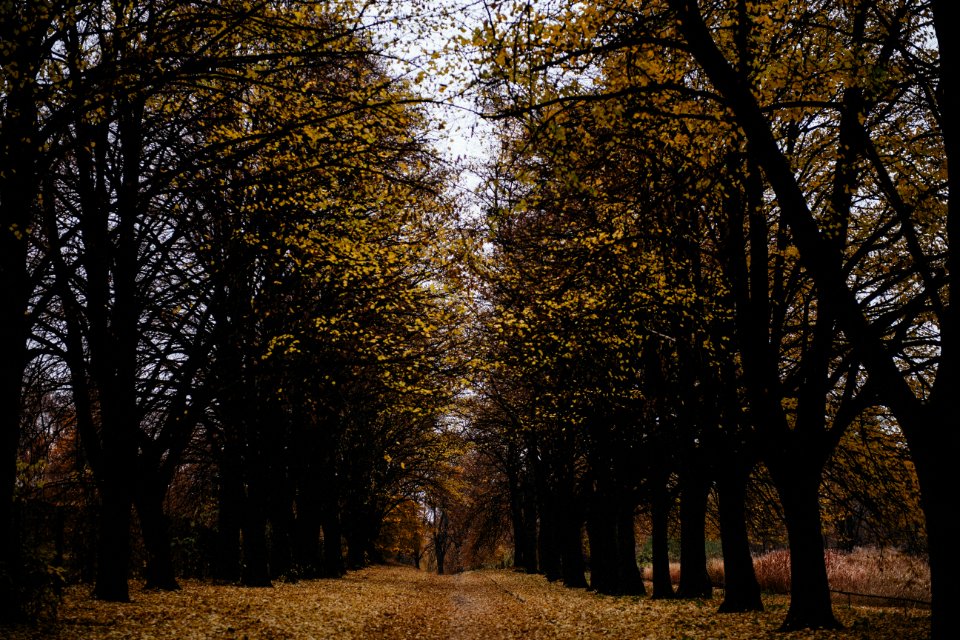 Nature, Park, Trees
