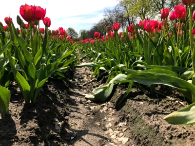 Bergen op zoom, Noordbrabant, Nederl photo