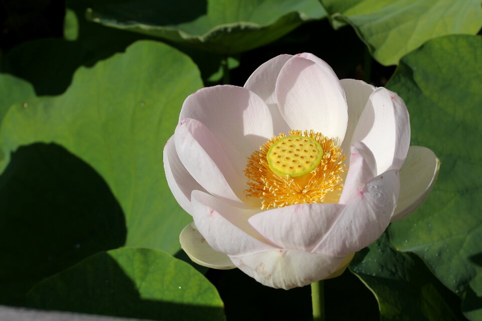Nature beauty flowers