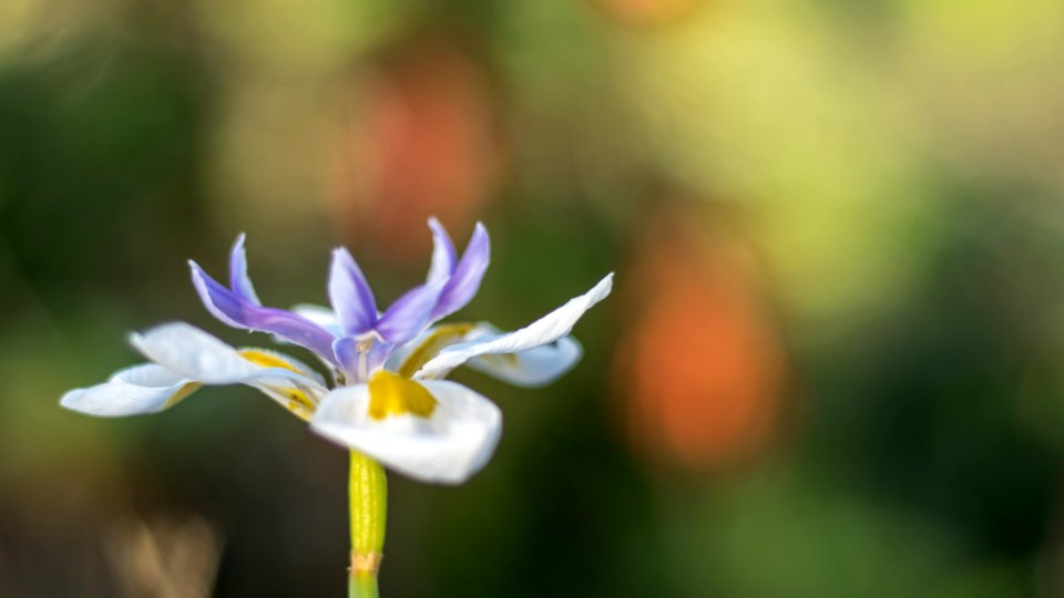 San diego, United states, Purple photo