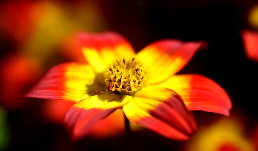 Bloom flower orange flowers