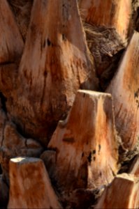 Palm tree bark, Israel, Eilat photo