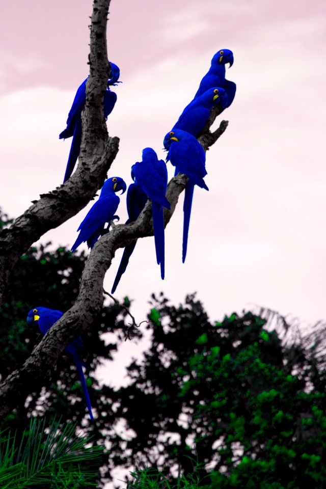 Brazil, Parrot, Nature