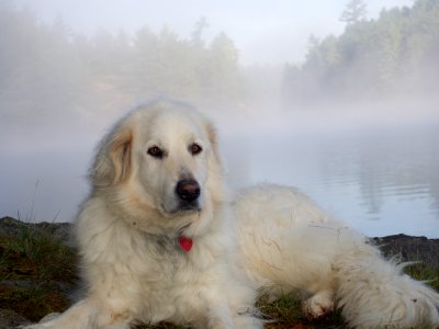 Mist, Morning, Dog photo