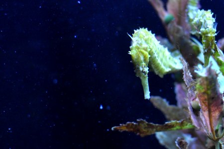 Animal, Underwater, Seahorse