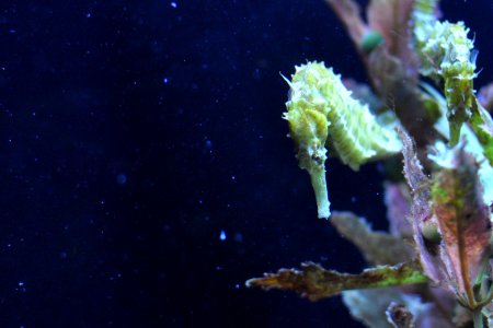 Animal, Underwater, Seahorse photo