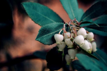 Nature, Macro, Still life