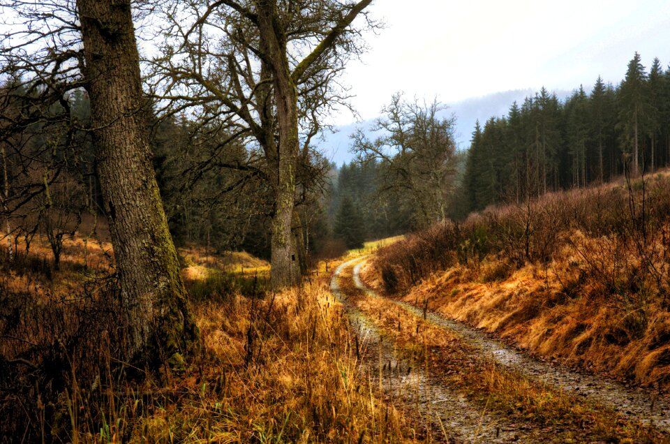 Nature wood golden