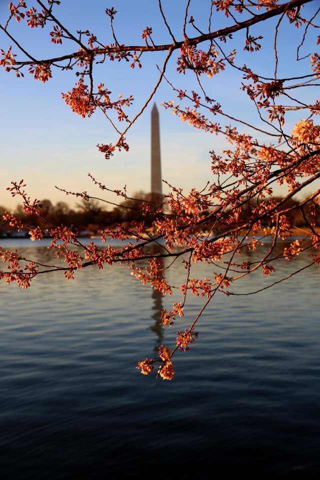 Tidal basin, Washington, United states