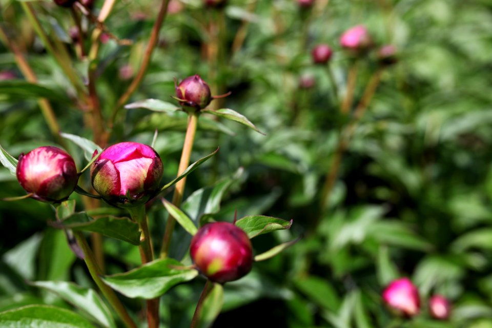 Garden, Botanical, Flower