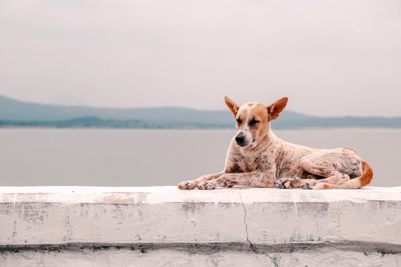 fawn dog lying on concrete platform beside body of water photo