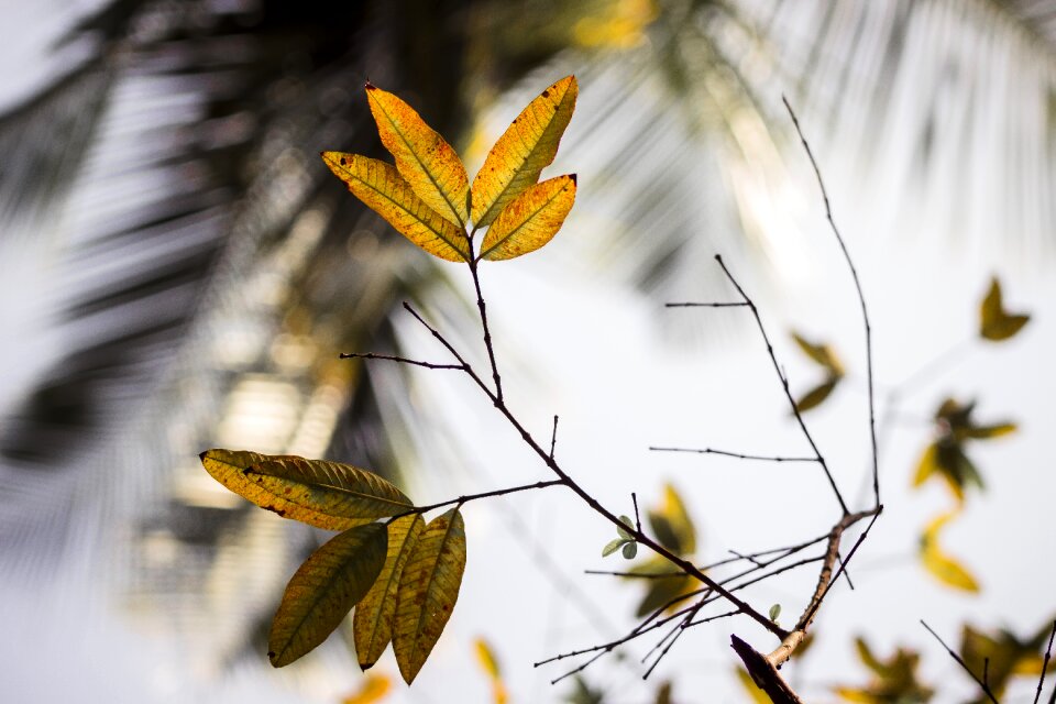 Nature nature wallpaper shadows