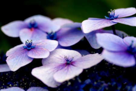 white and purple flowers in shallow focus photo