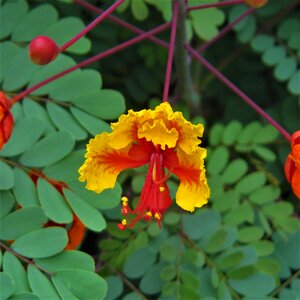 Yellow green garden photo