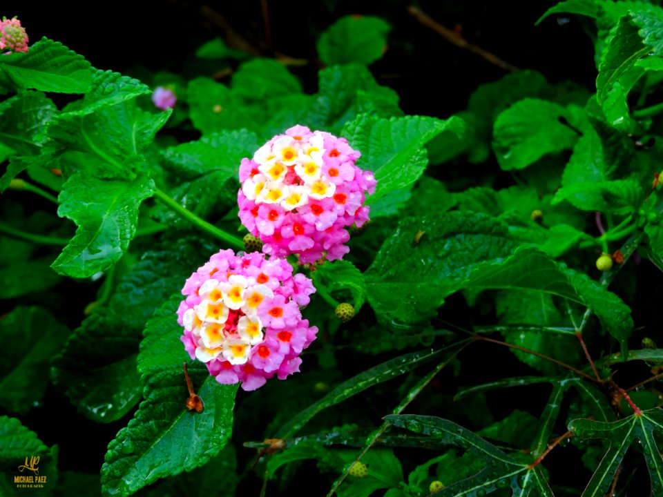 P530, Nikon, Colours