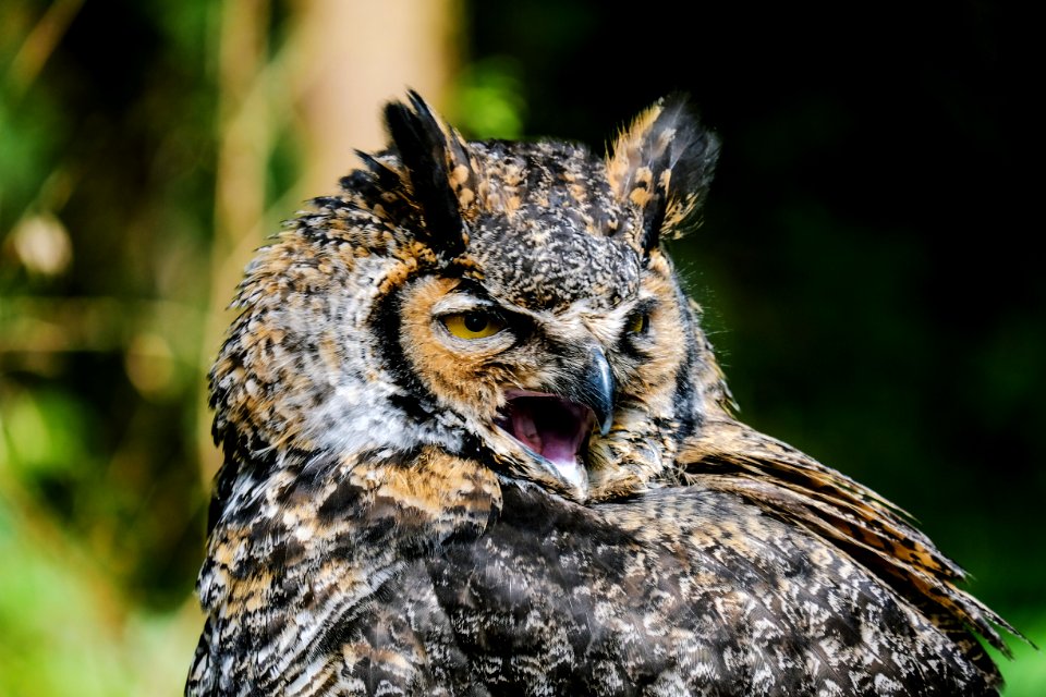 selective focus photography of brown and black owl during daytime
