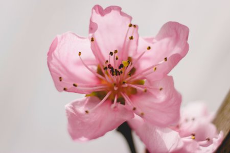 Germany, Peach blossom, Macro photo