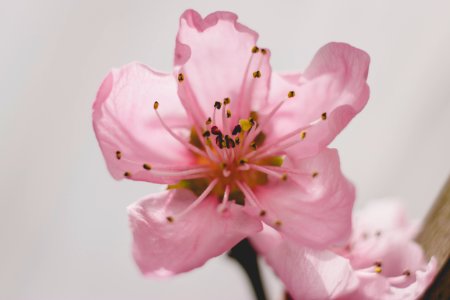 Germany, Peach blossom, Macro