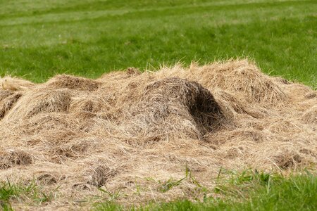 Pile pet food romantic